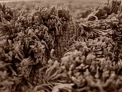 Alfombras de pelo largo - Kendra Natural Cotton Shaggy (marrón)
