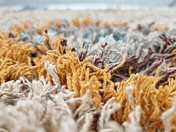 Alfombras de pelo largo - Marden Natural Cotton Shaggy (beige/multicolor)