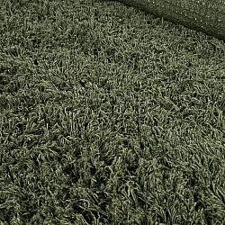 Alfombras de pelo largo - Fassale Hand Woven Wool Shaggy (verde musgo)
